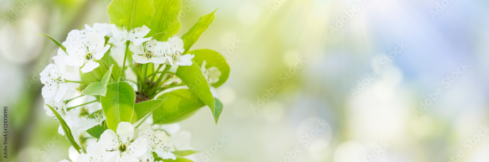 White tree flowers, spring blossom