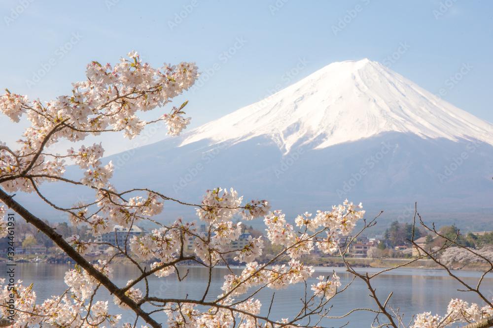 有樱花前景的富士山