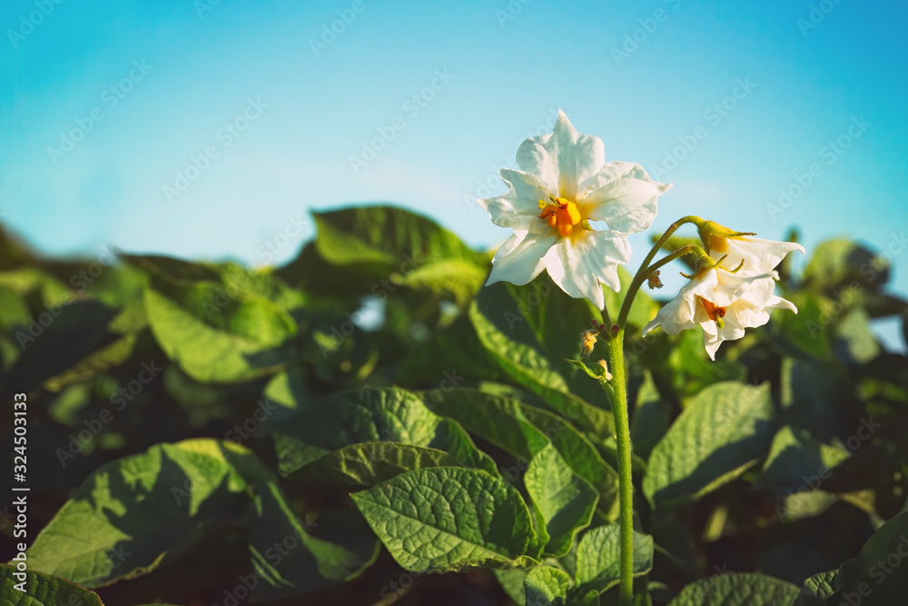 生长中的土豆开花。大的白色土豆花，蓝天背景上有新鲜的绿色叶子