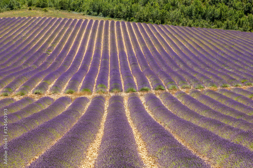 Lavender field