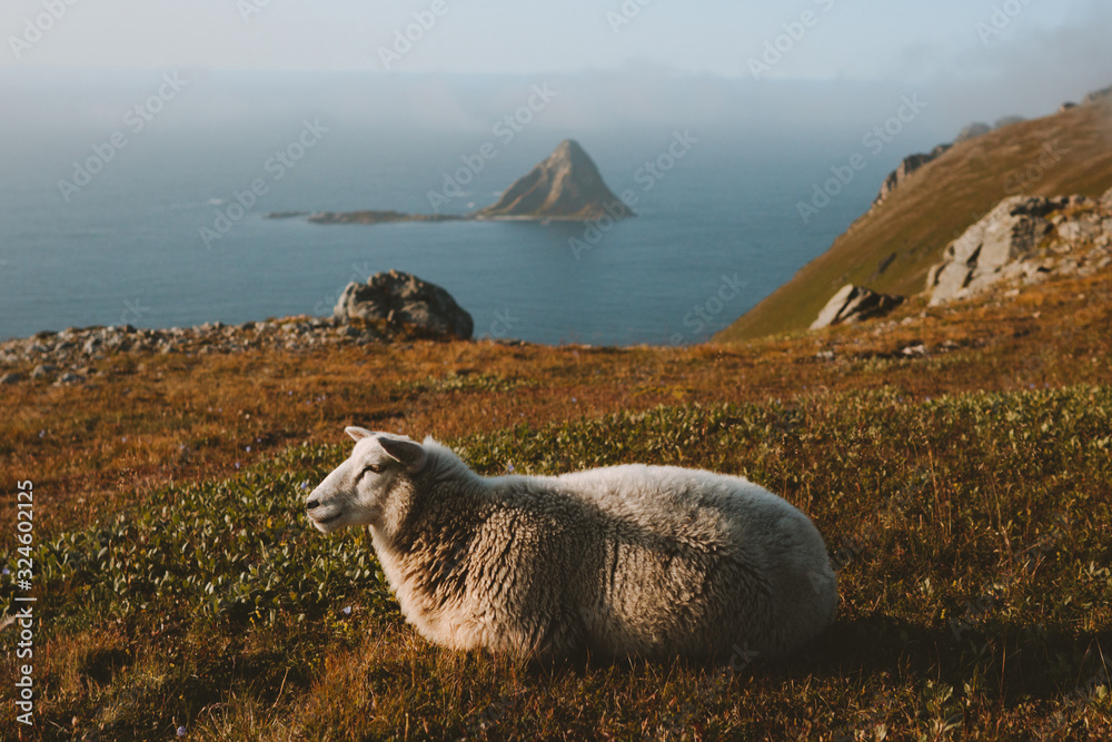 Sheep relaxing on mountain with sea landscape in Norway