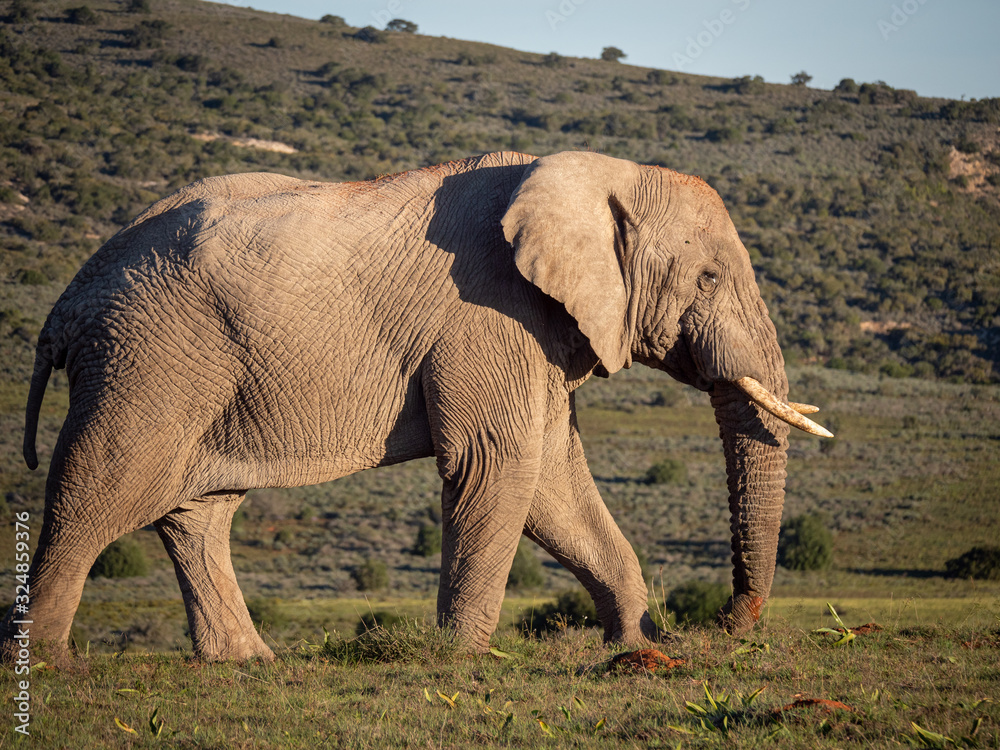 非洲丛林象（Loxodonta africana），或非洲稀树草原象。东开普省。南非