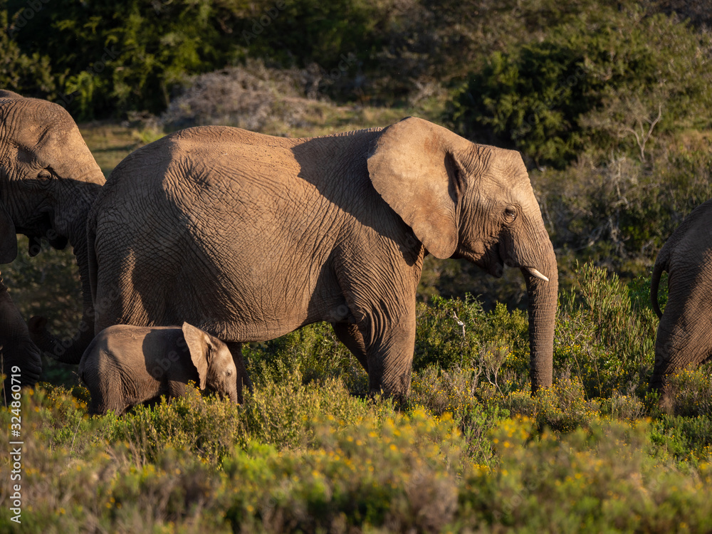 非洲丛林象（Loxodonta africana），或非洲稀树草原象。东开普省。南非