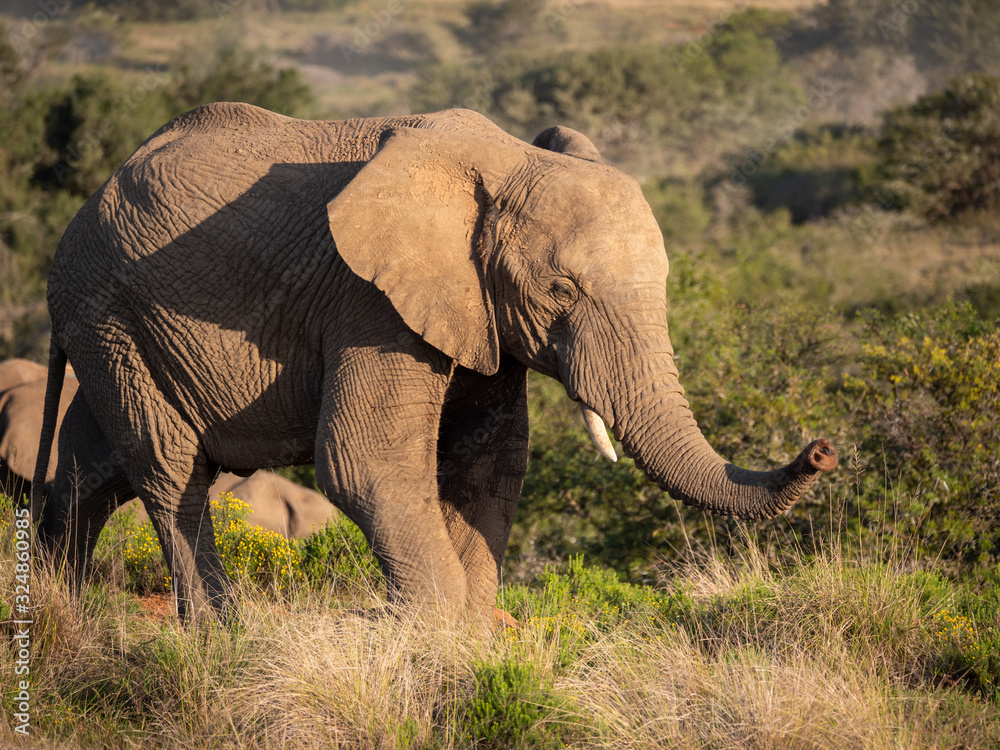 African bush elephant (Loxodonta africana), or African savanna elephant. Eastern Cape. South Africa