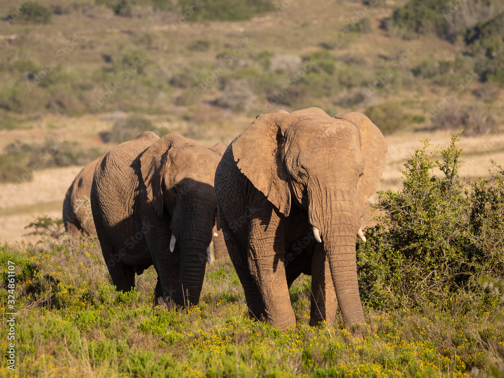 African bush elephant (Loxodonta africana), or African savanna elephant. Eastern Cape. South Africa