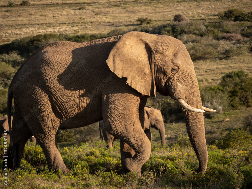 非洲丛林象（Loxodonta africana），或非洲稀树草原象。东开普省。南非