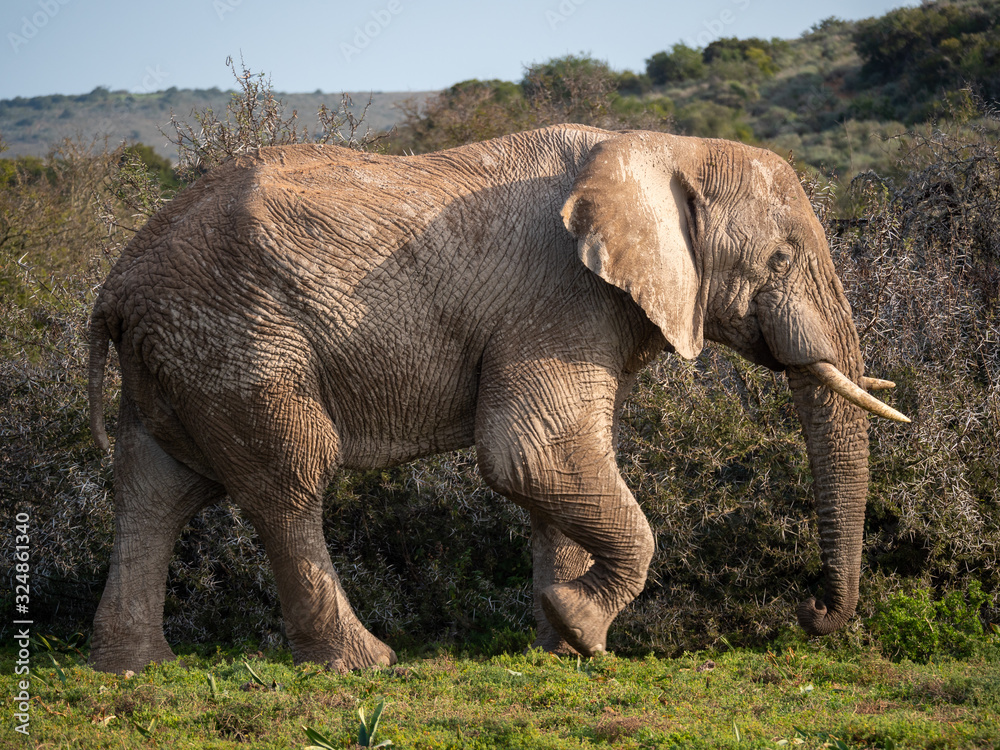 非洲丛林象（Loxodonta africana），或非洲稀树草原象。东开普省。南非