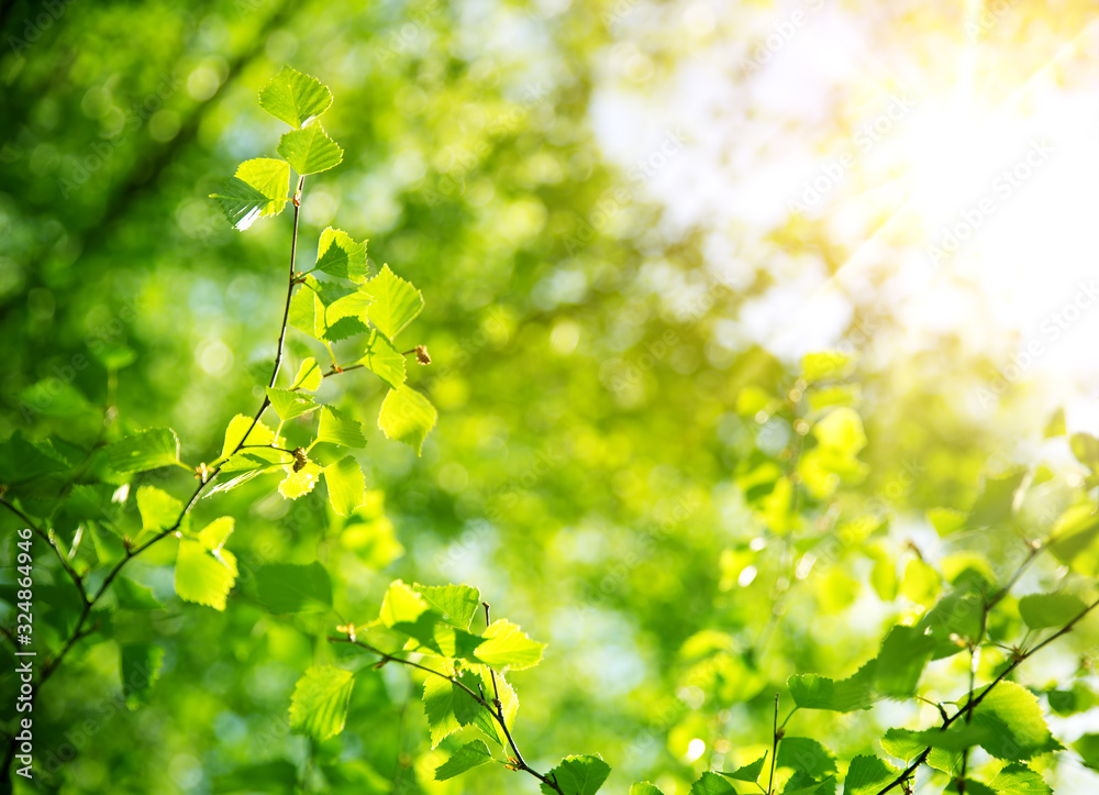 New birch leaves on green spring background