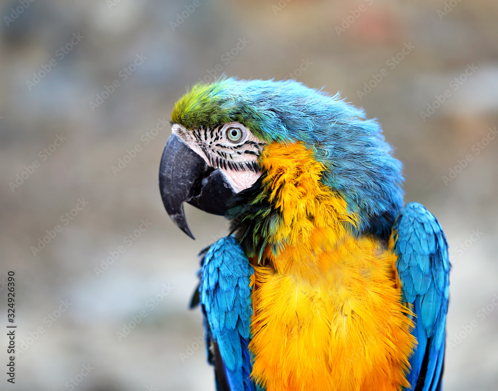 Photo of a blue macaw