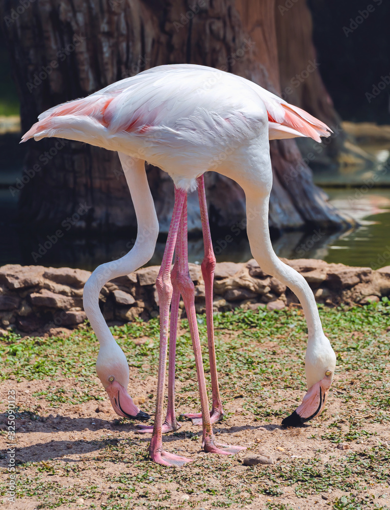 pink bird flamingo standing at park