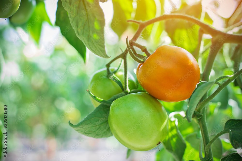 Fresh tomatoes on the tree, colorful tomatoes, organic vegetables