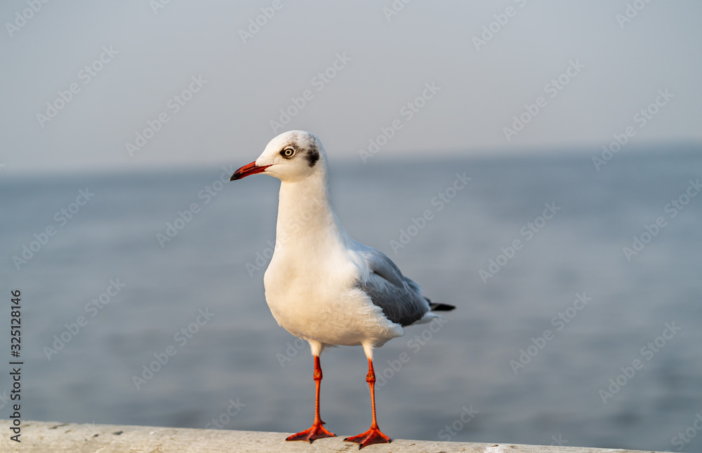 海滩上的海鸥