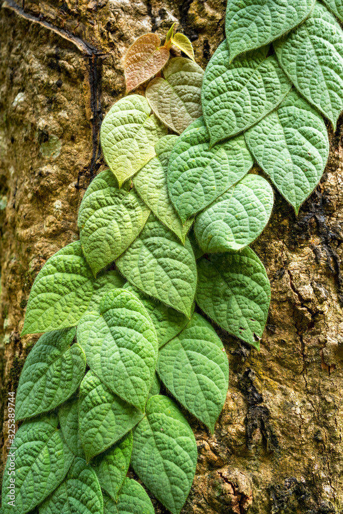 Fresh Green leaves texture for nature background and design,foliage nature background.