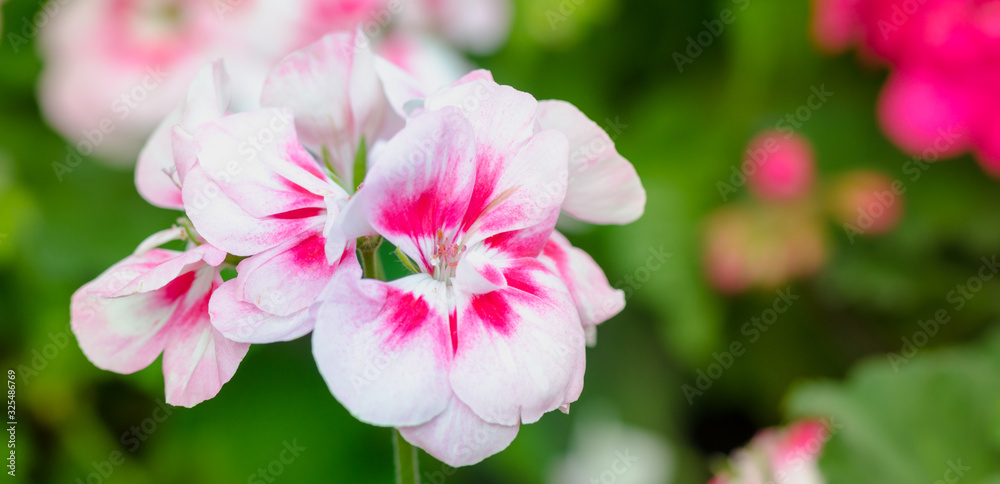 花园天竺葵花特写。白色和粉色花朵。文本空间