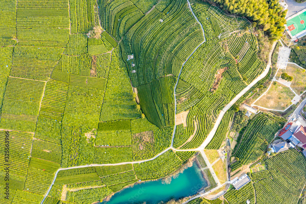 tea plantation