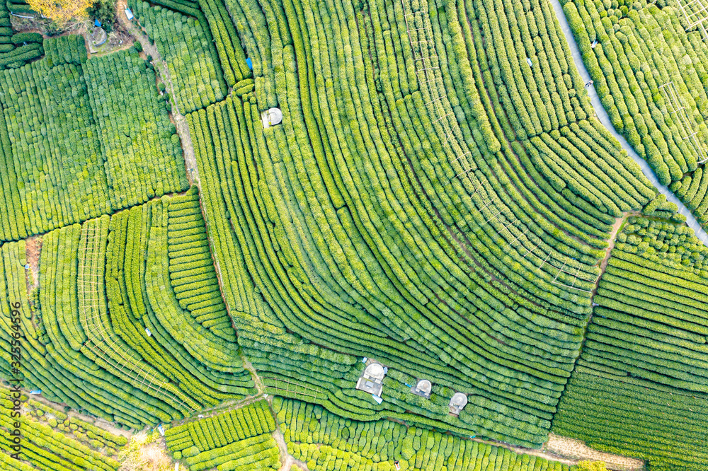 绿茶种植园鸟瞰图