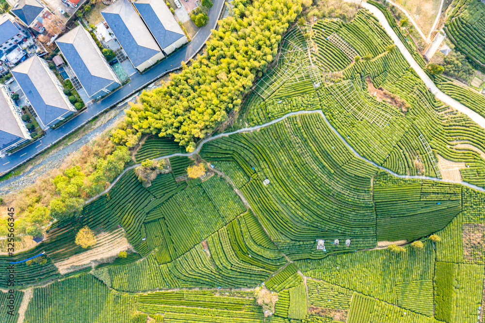 绿茶种植园鸟瞰图