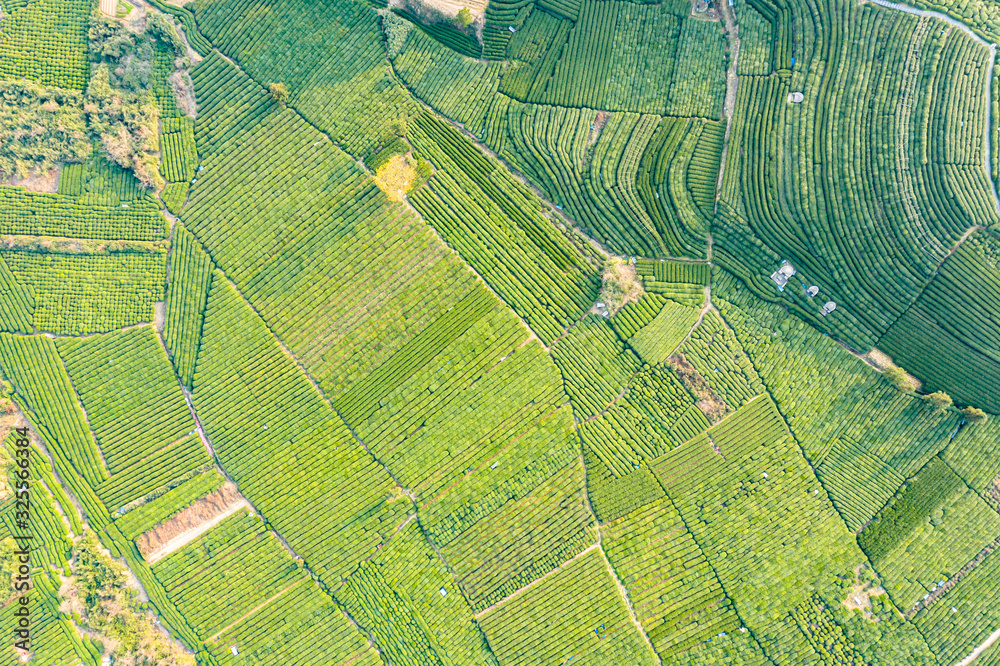 Aerial view shot of green tea plantation