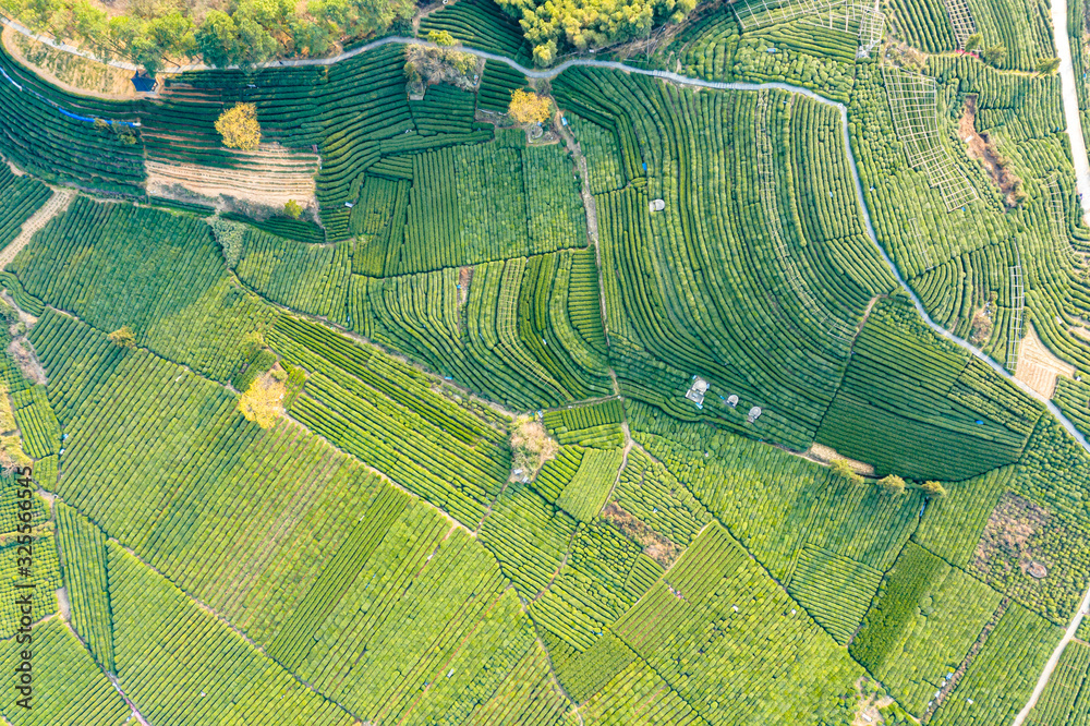 tea plantation