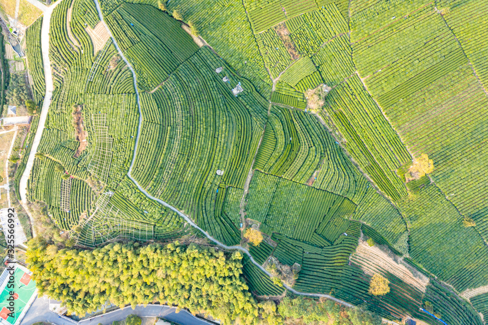 tea plantation