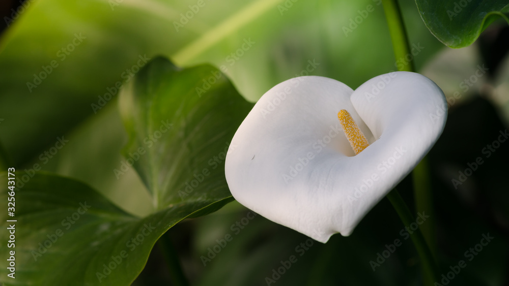 Calla lily flower photos with space for text