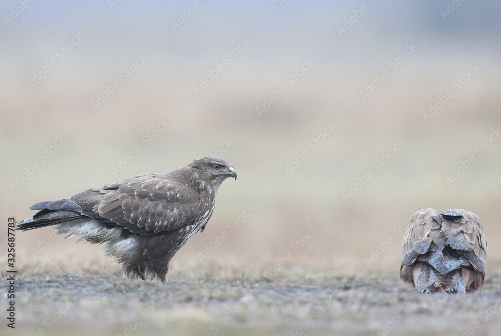 Close-up portrait of a common buzzard sitting on the ground in the pouring rain when other bird eats