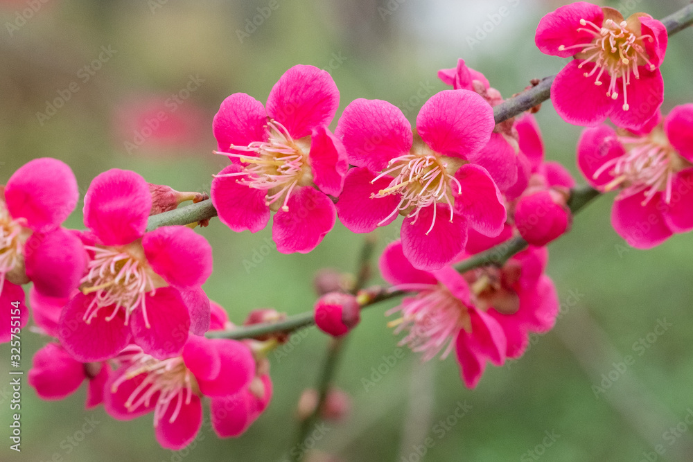 Prunus persica Melred Zierpfirsich in Blüte