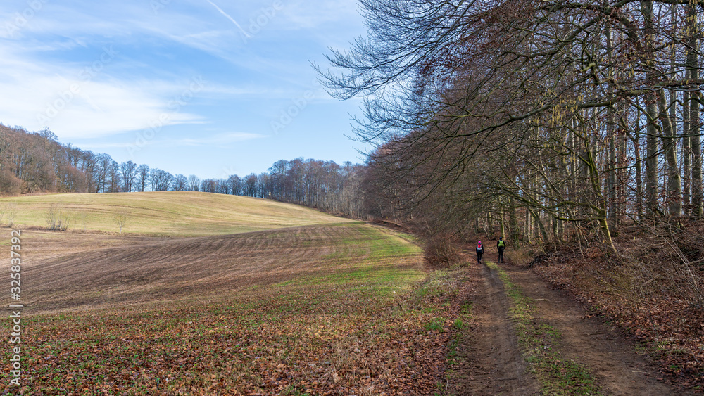 Bare tree landscape in the Harz Mountains in Germany 