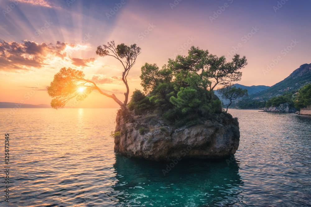 Beautiful trees with green leaves growing out of the rock at sunset in summer in Croatia. Colorful l