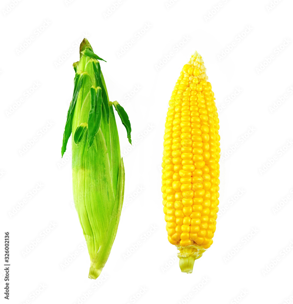 Two ears of ripe juicy young sweet corn peeled and in green skinned isolated on white background.