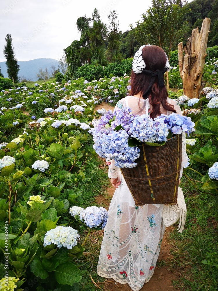 Woman with beautiful flowers and watch the hydrangea field