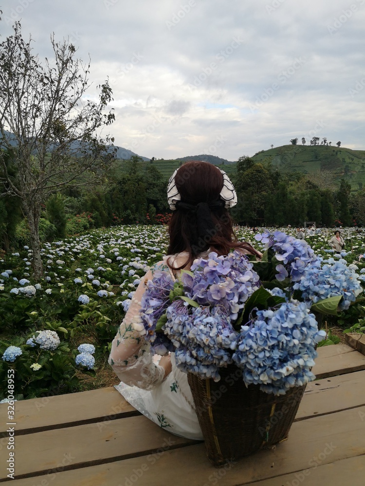 开着美丽花朵的女人，观赏绣球花的田野