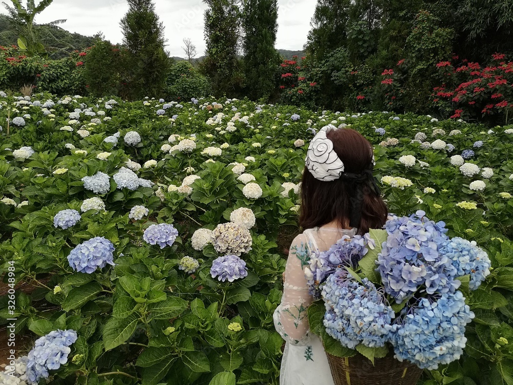 美丽花朵的女人，观赏绣球花的田野