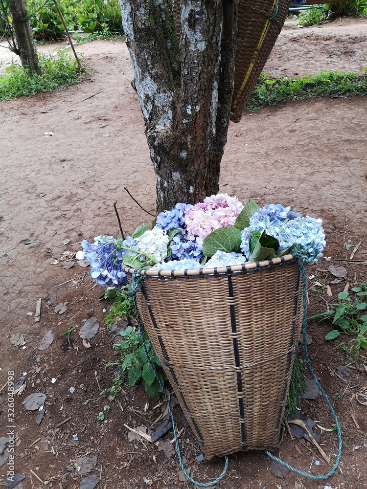 Beautiful hydrangea basket Placed under a tree