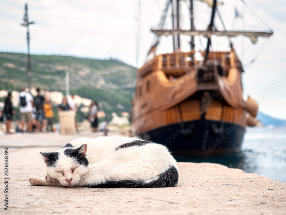 猫睡在一艘旧帆船背景下的海滨长廊上