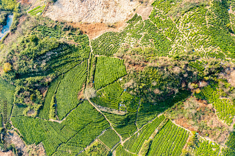 tea plantation