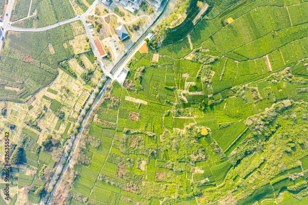 Aerial view shot of green tea plantation