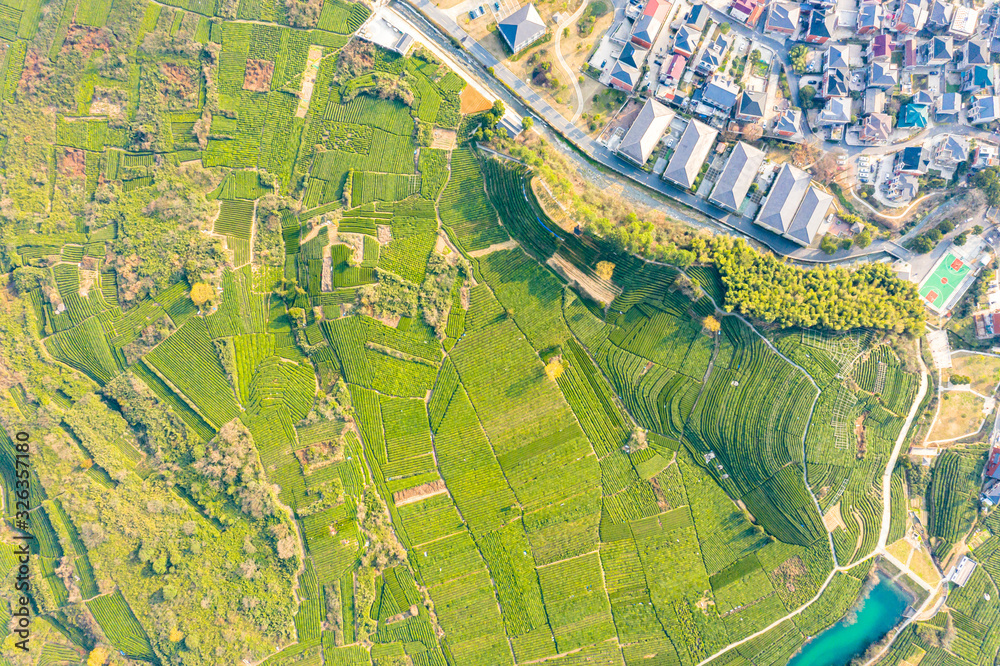 绿茶种植园鸟瞰图