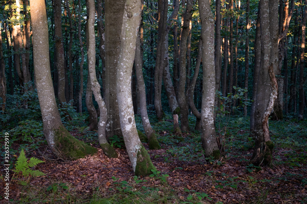 Beautiful spring forest with beech trees in morning light. Nature background, landscape photography