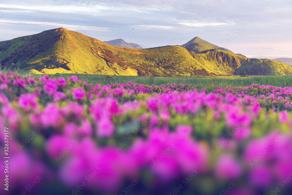 Rhododendron flowers covered mountains meadow in summer time. Purple sunrise light glowing on a fore