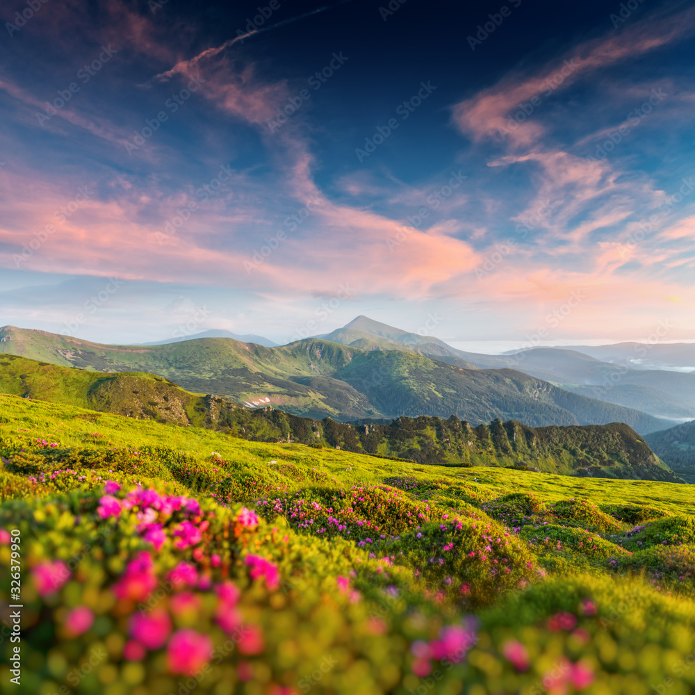 夏天，杜鹃花覆盖了山脉和草地。紫色的日出之光在前方闪耀