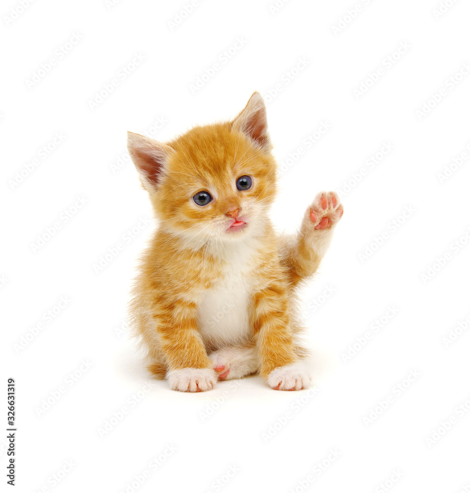 Striped cat with tongue out.