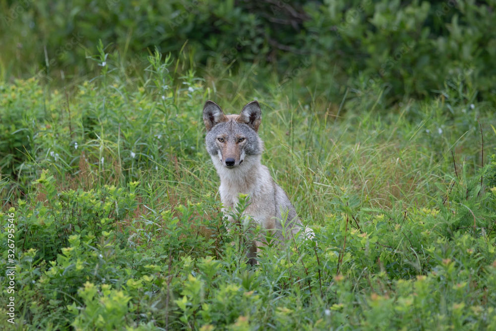 Coyote sitting in tall grass