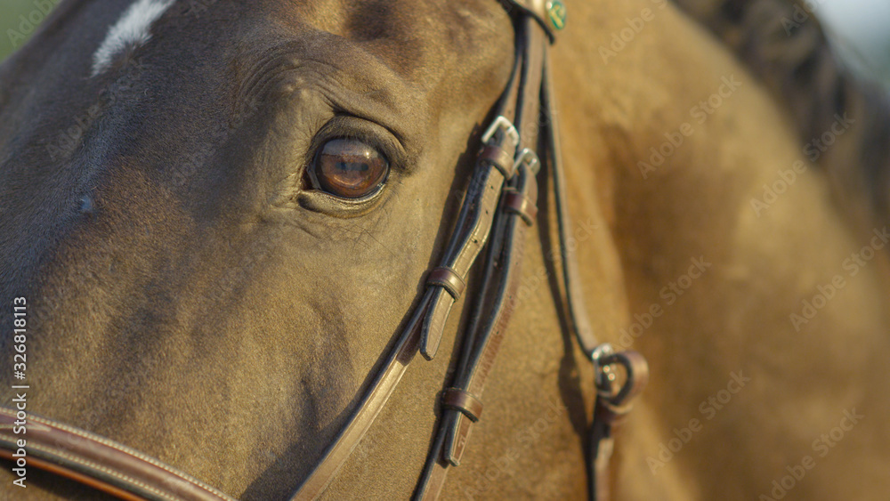 CLOSE UP: Beautiful powerful horse looking into camera and blinking with eyes