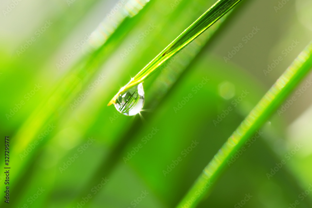 Leaf of grass with water drop, closeup