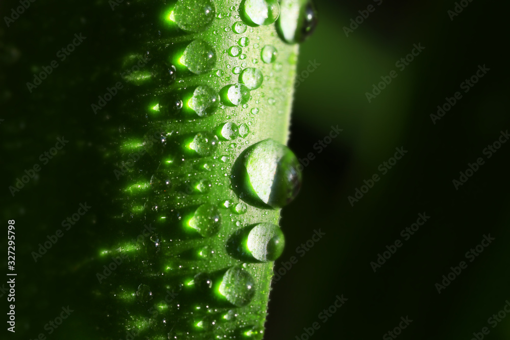 Leaf of plant with water drops, closeup