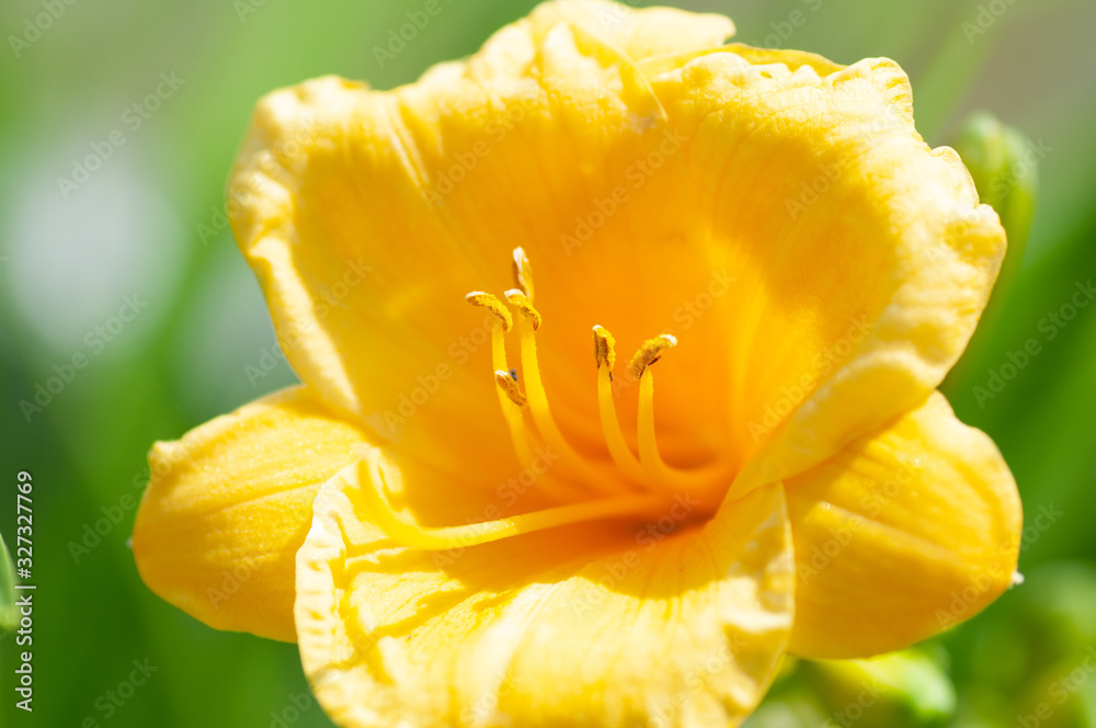 Large yellow flower Hemerocallis Lilium , Narcissus blooming on a summer, sunny day.