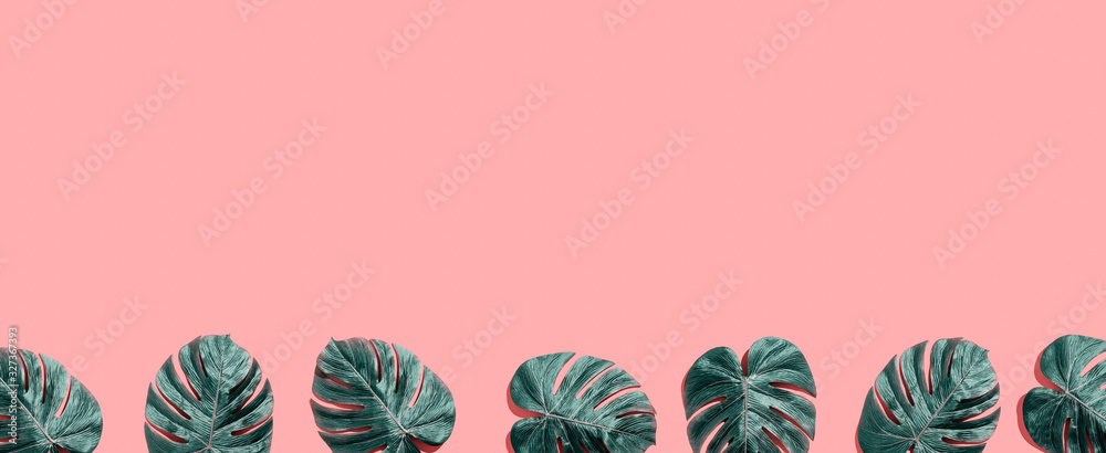 Tropical plant Monstera leaves overhead view flat lay