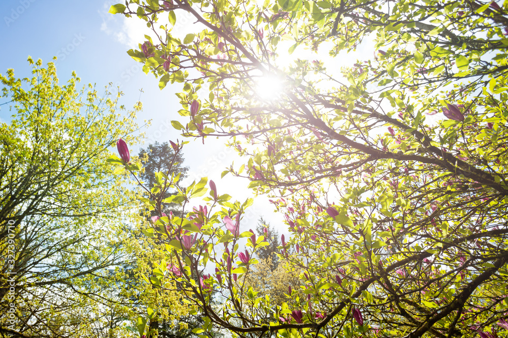 Magnolia tree spring and many flowers with leaves over warm clear day