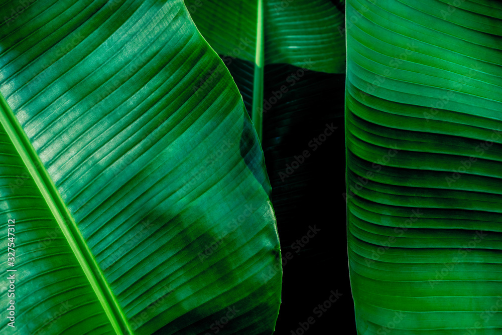 Beautiful tropical banana leaf texture backgroun